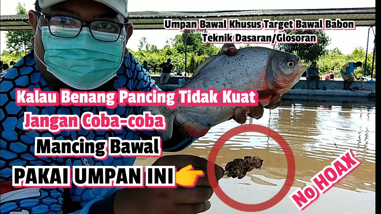 Umpan Bawal Paling Jitu Harian Khusus Target Babon | Teknik Dasaran | Umpan Bawal Harian Media Udang