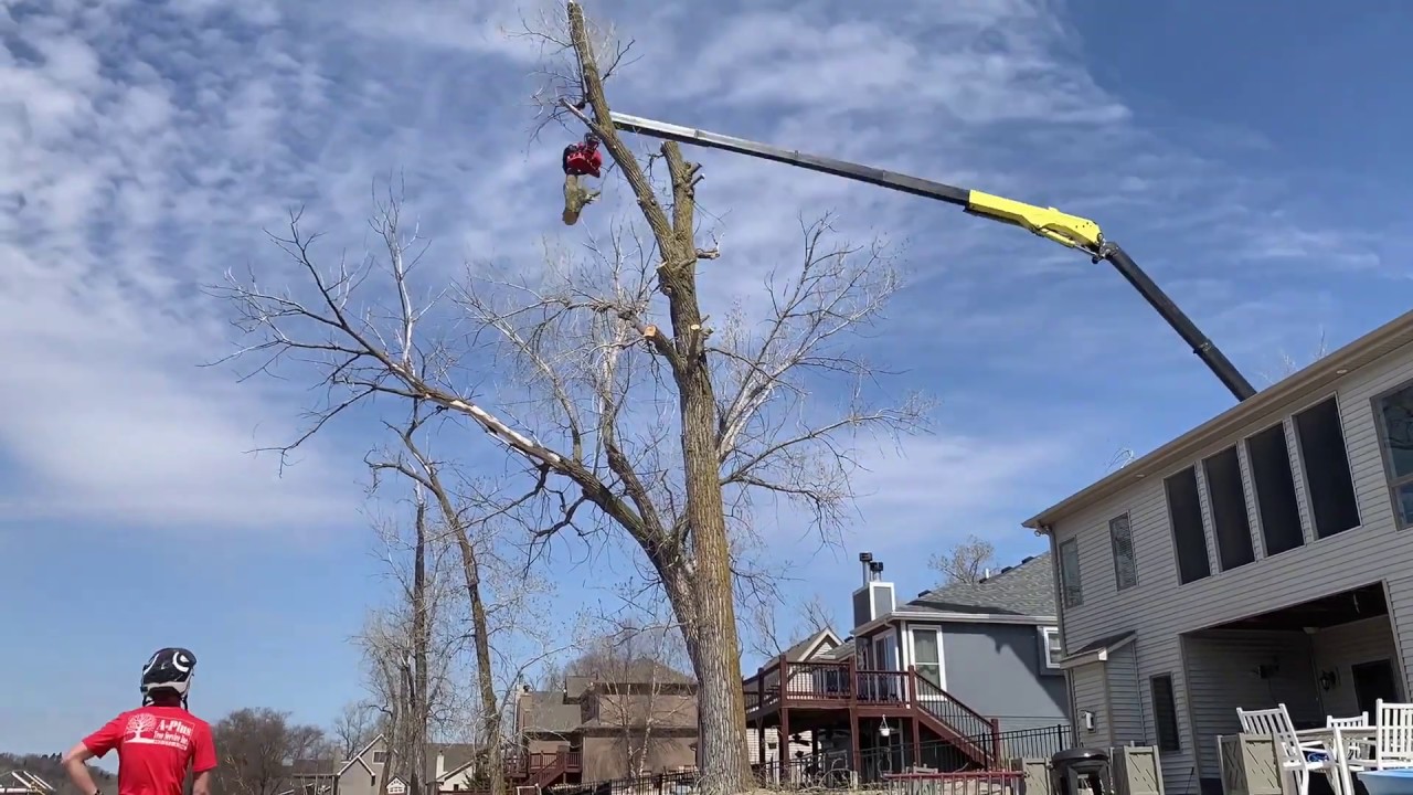 Reaching over House to Remove Cottonwood