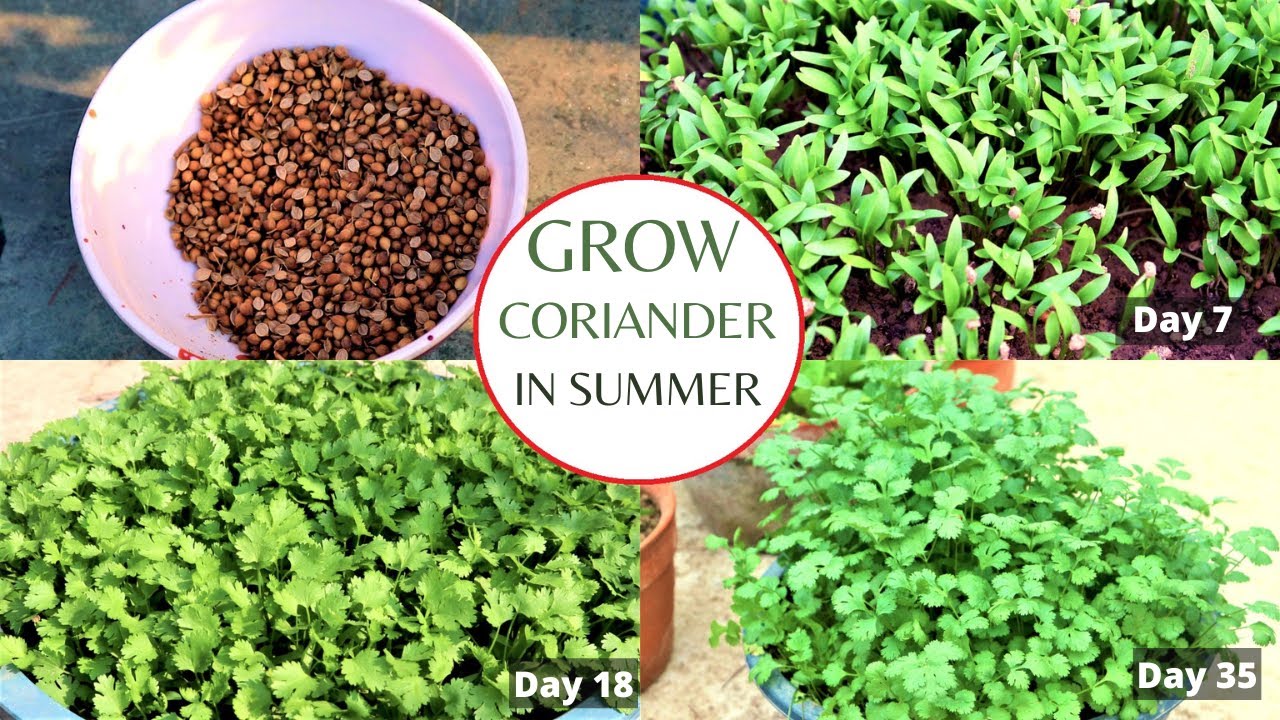 Growing Coriander in the summer season in a container || Best tips for growing Coriander in summer