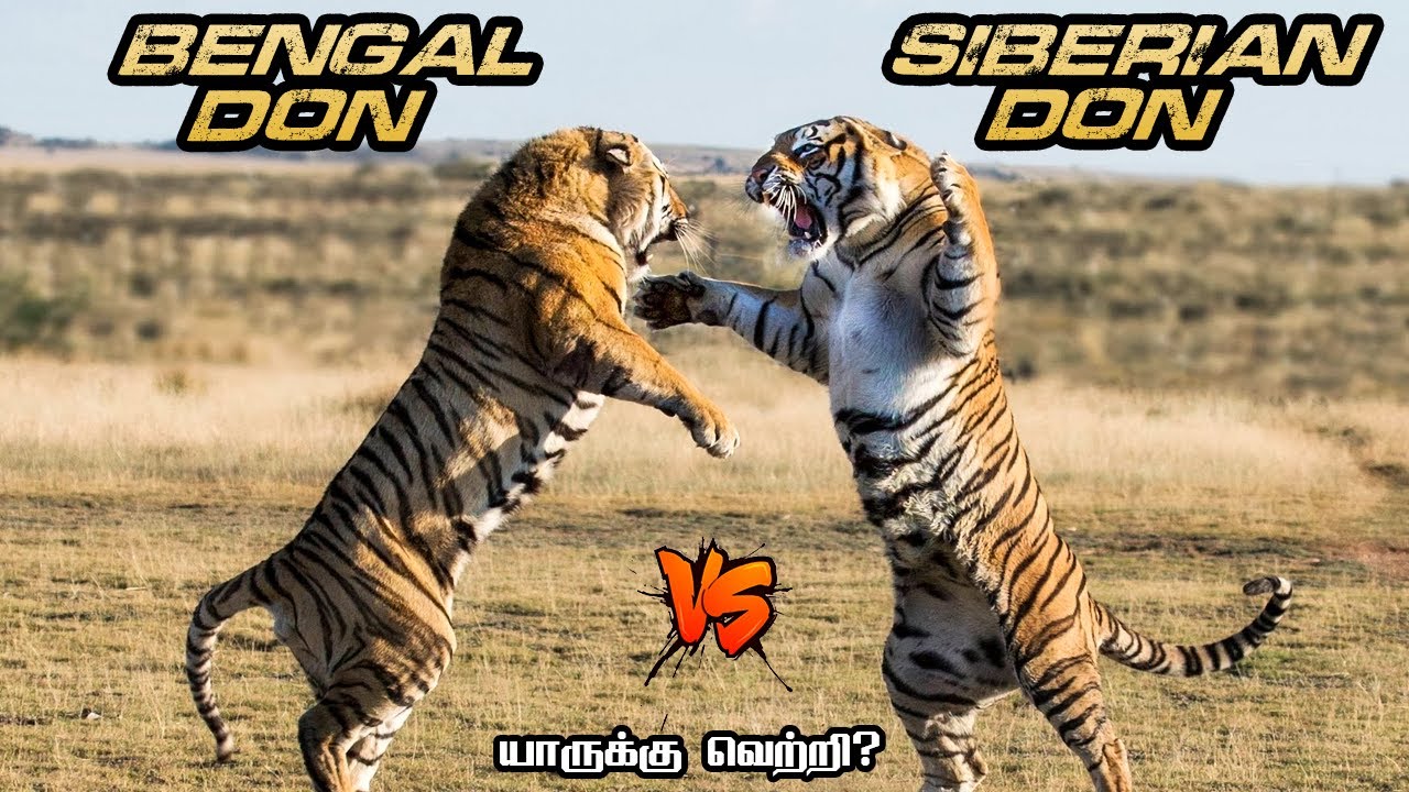 Siberian Tiger vs Bengal Tiger in Tamil | சைபீரியா புலி vs வங்காள புலி | Savage Empire