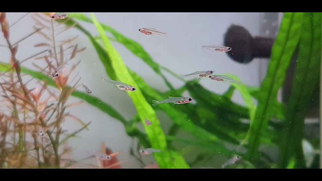 smallest fish in the world ( paedocypris progenetica ) update after nearly 2 years
