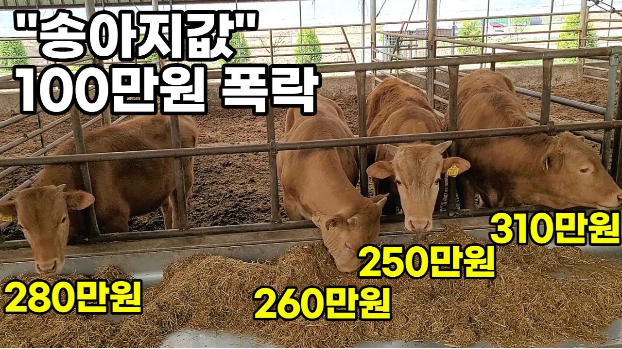 1억으로 구입한 송아지 43마리 [개체번호, 가격, 유전능력 모두 공개]