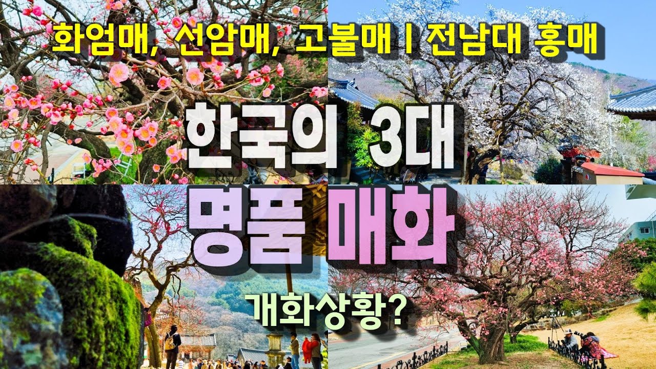 한국의 3대 매화(천연기념물)와 전남대 홍매(호남 5매) ㅣ2024. 3.14~17 방문)