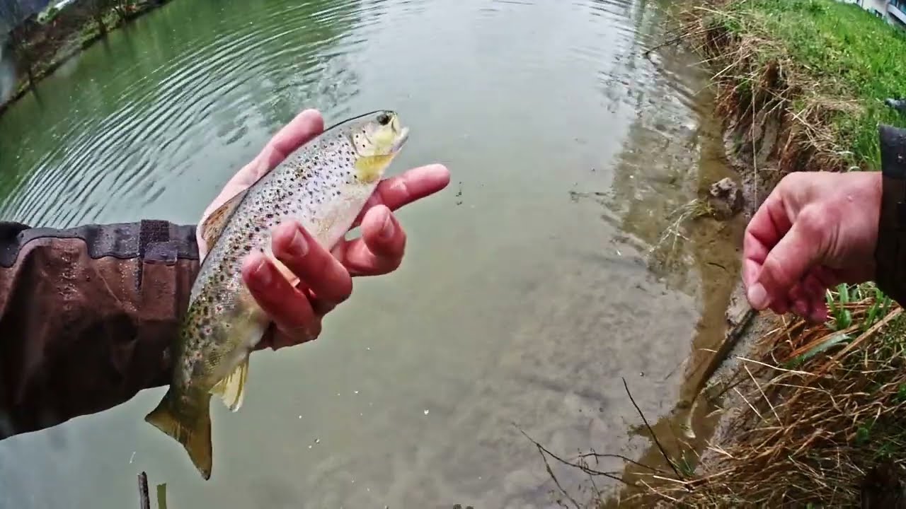 Fishing for Brown Trout, Switzerland Thur 2021  part 2