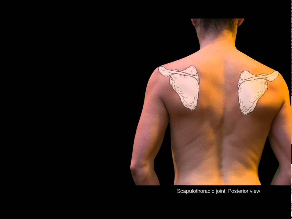 Scapulothoracic joint: Structure and actions
