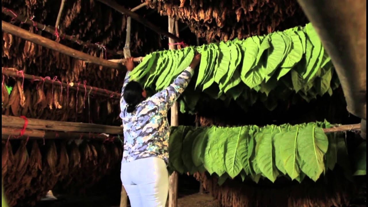 The History of Tobacco