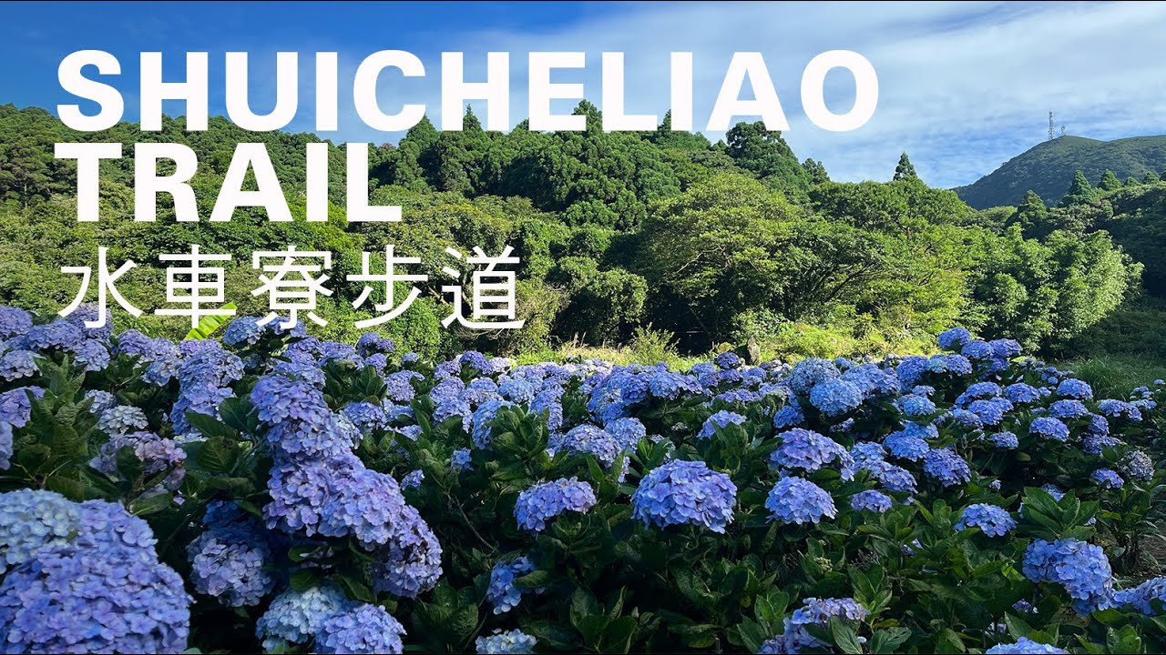 水車寮步道散策3km，台北竹子湖夏初繡球花季衝一波，陽明溪清涼水圳好風景｜山上加美Lovely Hill