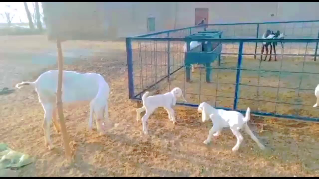 Beautiful fancy goats | large goat and baby goat | Kalru Production