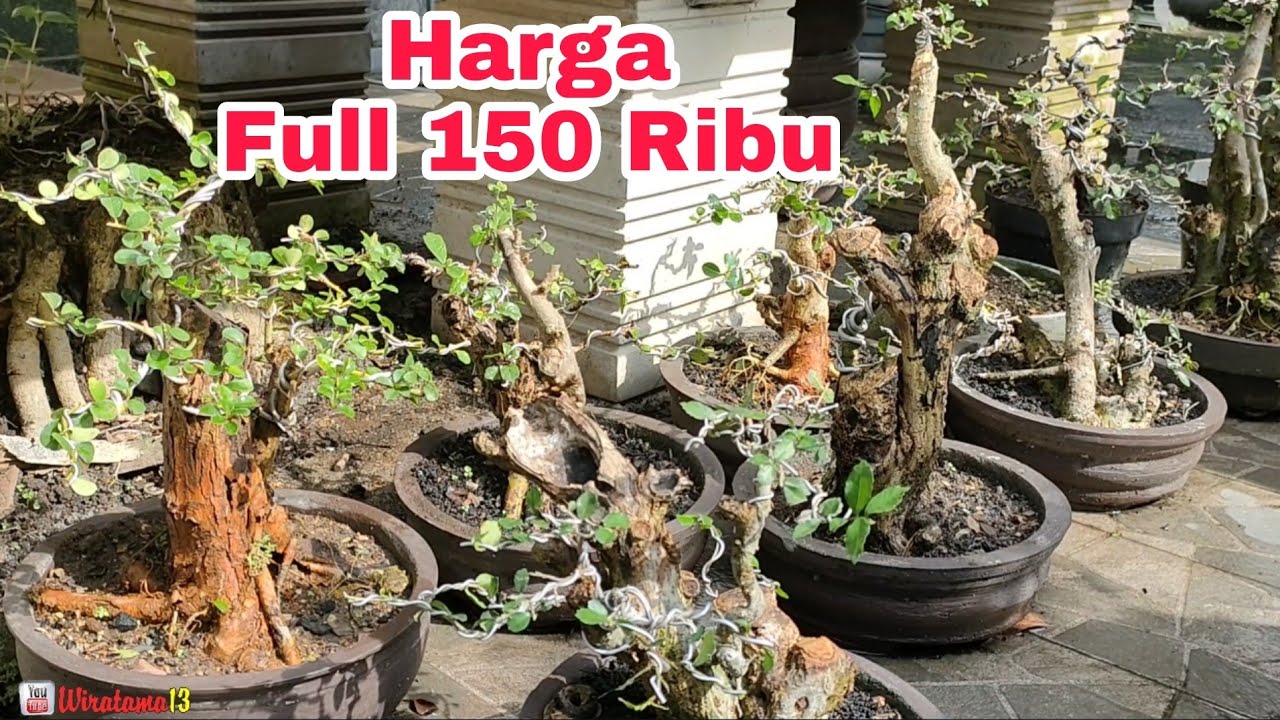 FUUL 150 RIBU‼️CEK HARGA BONSAI DIRUMAH BALI BONSAI BLITAR