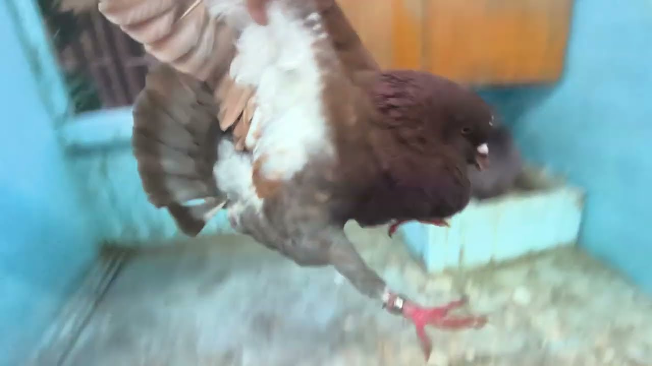 As vezes eu mesmo me atrapalho/ POMBOS king 