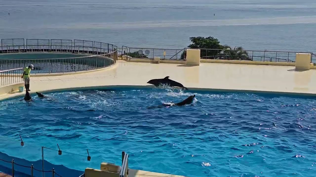 1141012(九州-福岡)海豚、海獅表演 #海洋世界海之中道 #マリンワールド海の中道