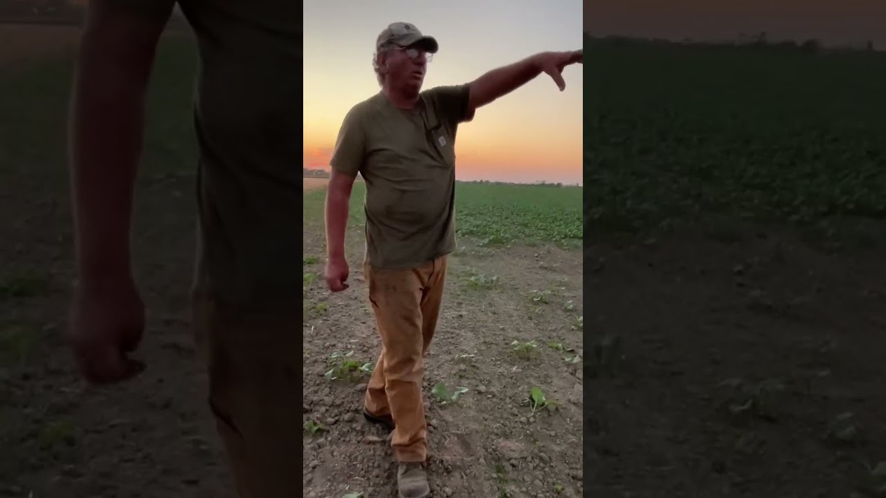 Canola Field Follow-up after a Rain Deficit