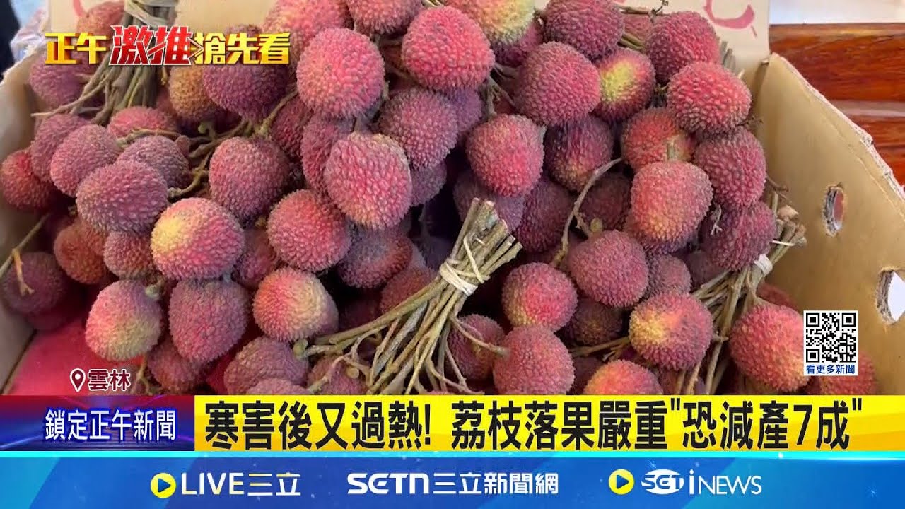 寒害後又過熱! 荔枝落果嚴重
