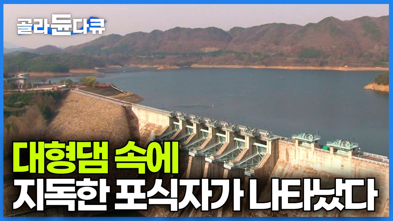한국의 댐과 저수지를 잠식하고 있는 불청객의 정체｜대형댐 대청호를 직접 들어가봤더니｜하나뿐인지구｜#골라듄다큐
