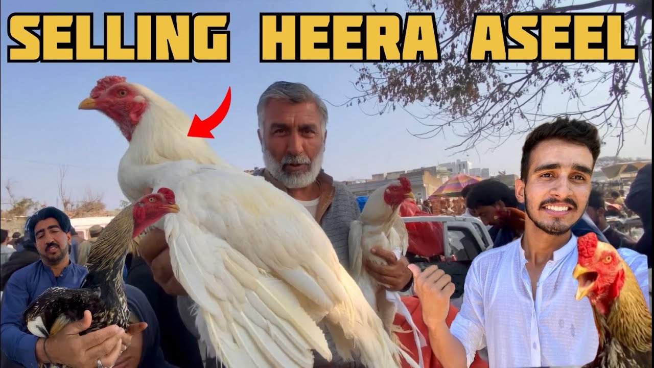 Selling Heera Aseel In Cheapest Aseel Market 2025 | Mandi Vlog | Pak Birds