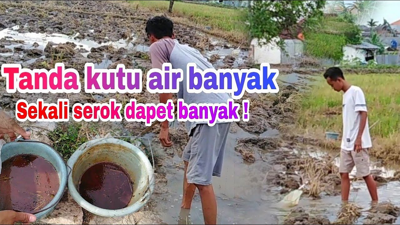 Cara Mencari Kutu Air di alam