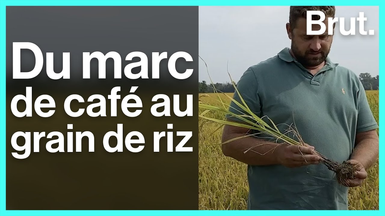 Enrico transforme le marc de caf&eacute; en compost pour faire pousser du riz