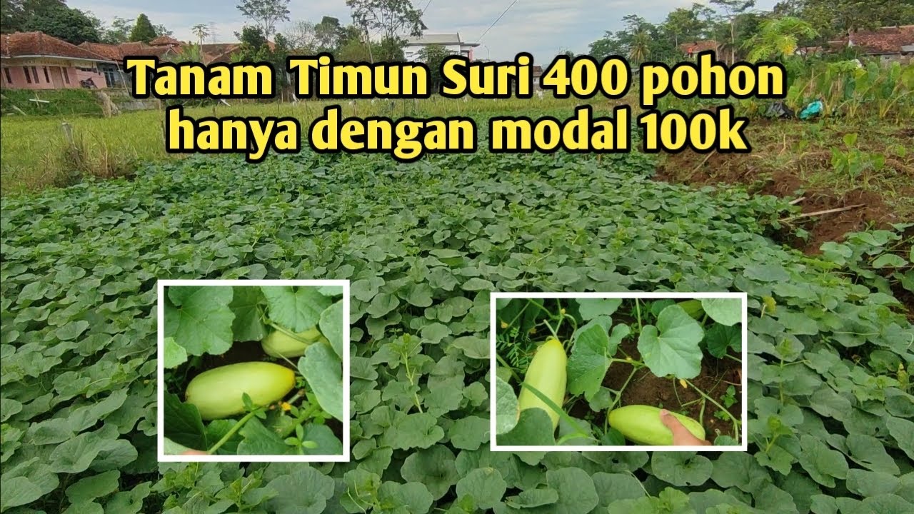 Menjelang ramadhan kita tanam timun suri modal irit