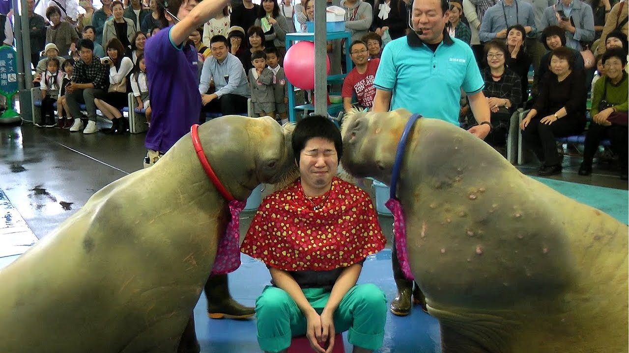 大爆笑 o(^∀^)o 鳥羽水族館のセイウチショー Walrus Show in Toba Aquarium