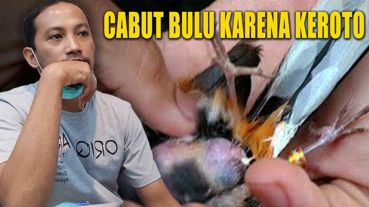 murai batu cabut bulu karena keroto
