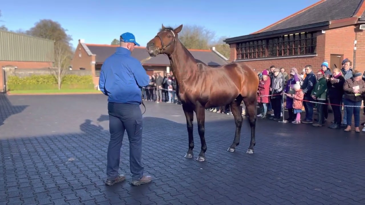 Darley Ireland stallion parade 2023