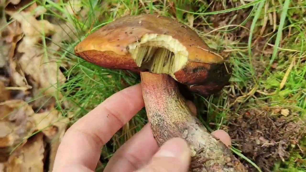El boletus de poros rojo más sabroso. Aprende a identificarlo.