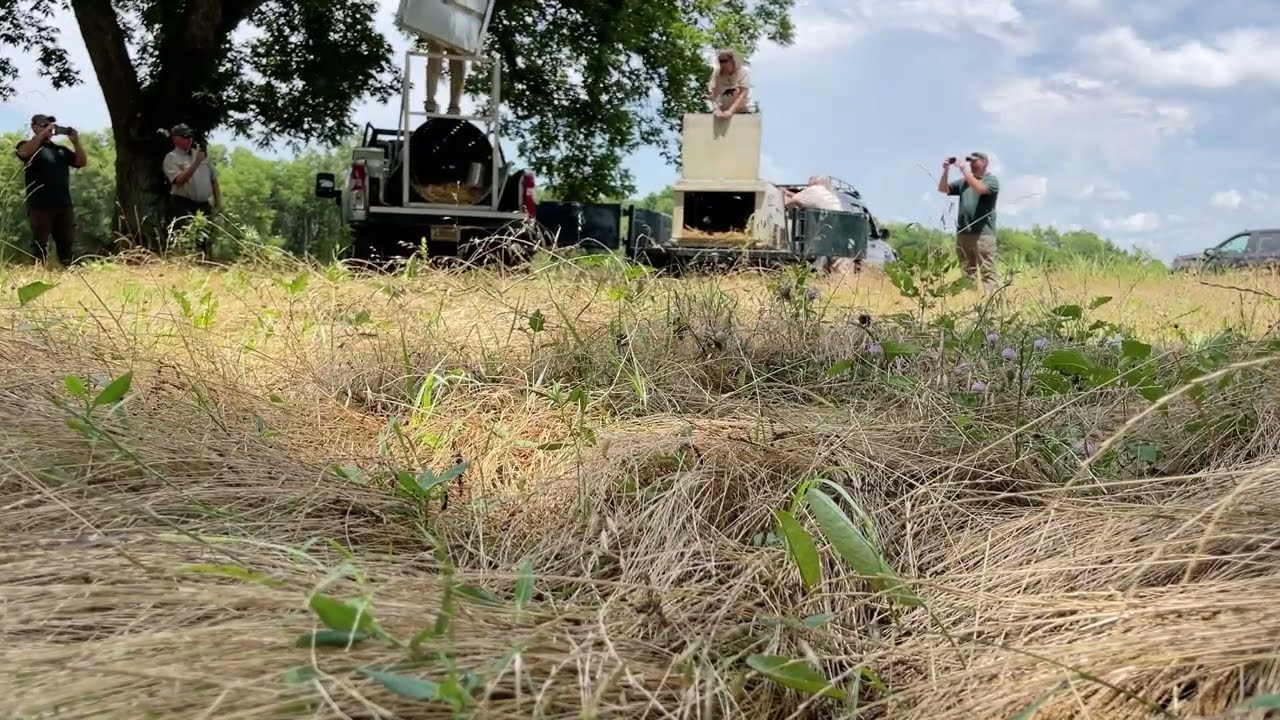 Three orphaned black bear cubs released! Forest Animal Rescue