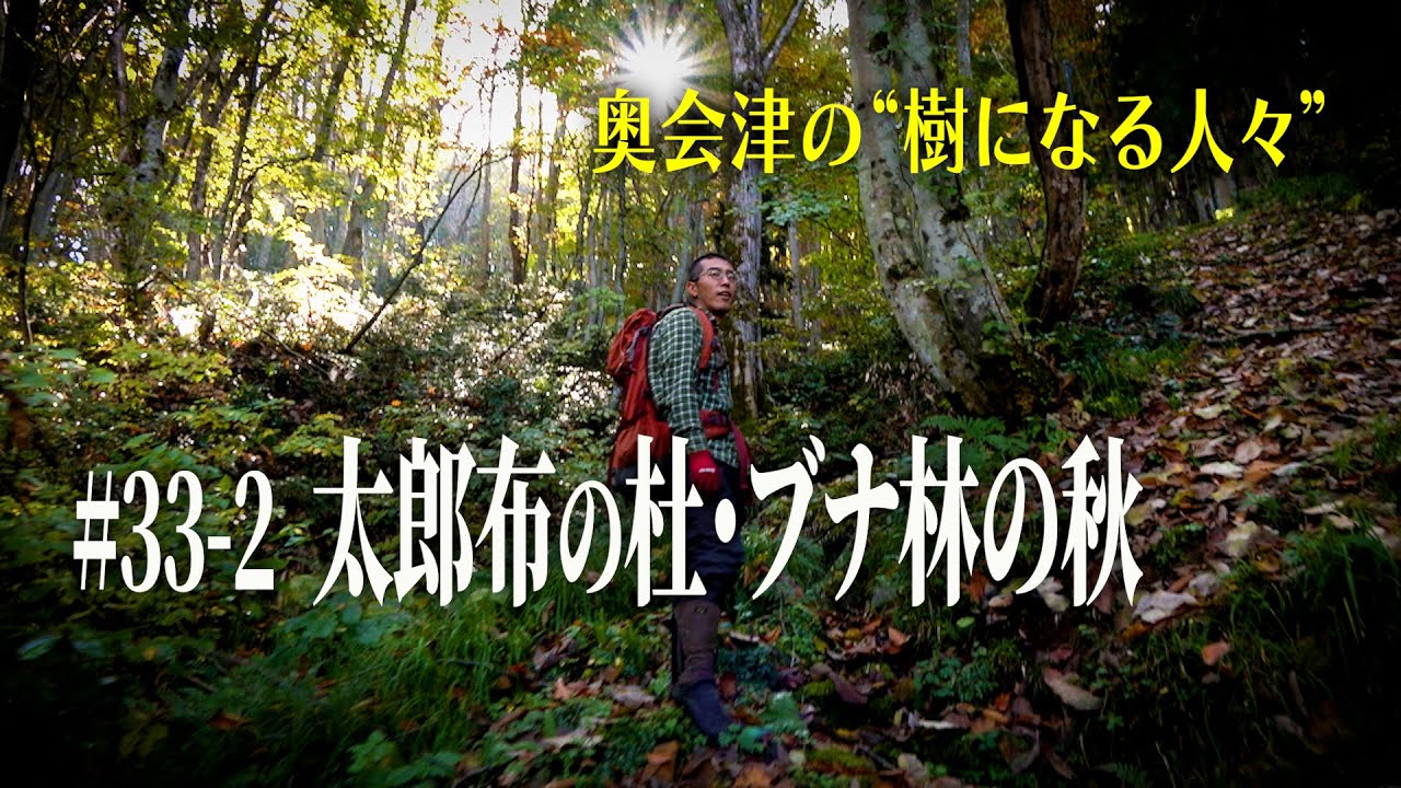 【奥会津の“樹になる人々”】#33-2 太郎布の杜・ブナ林の秋