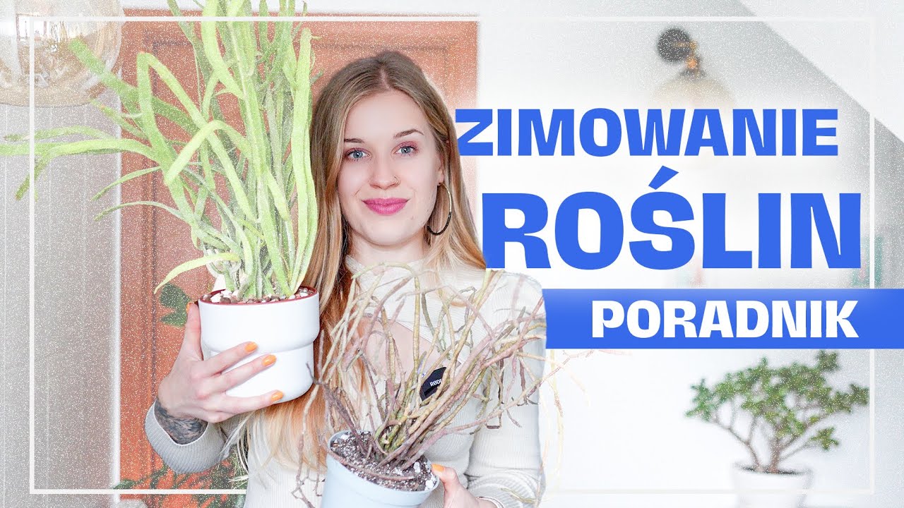 Zimowanie roślin w domu – kompletny przewodnik | ocal swoją kolekcję! ☃️