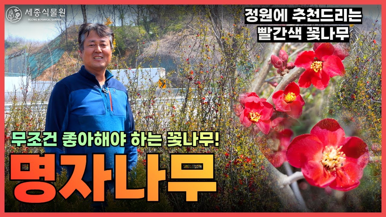 정원에 추천하는 붉은색 꽃 흑광 명자나무! 토양을 가리지 않고 잘 자라는 꽃나무 명자나무를 추천드려요 / 세종식물원