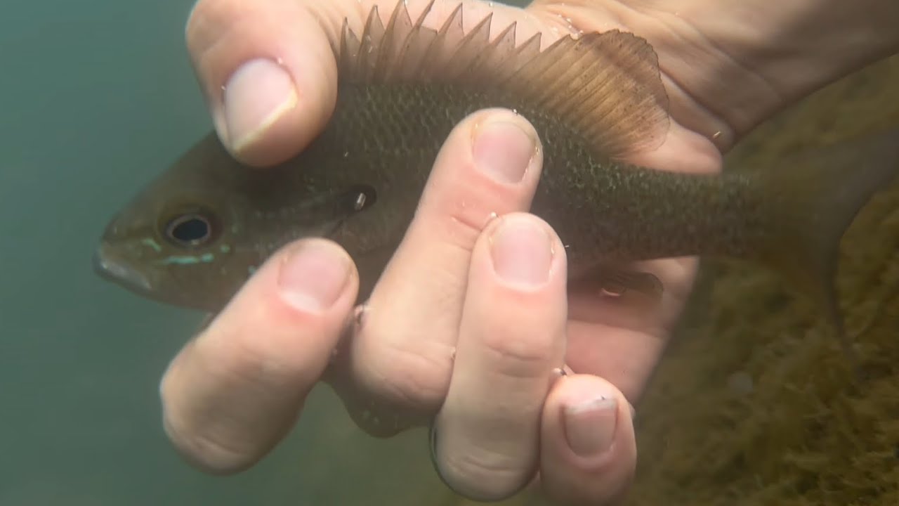 Is fly fishing for pan cheating?