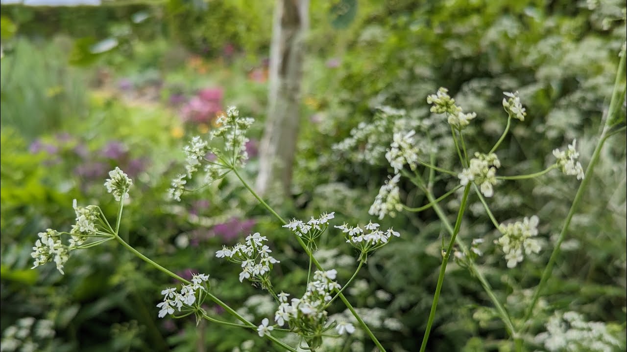 Cow Parsley