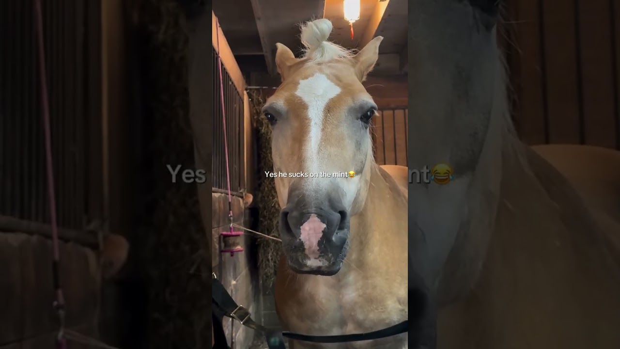 This Horse’s Playful Side Will Make Your Day 🐴✨ 