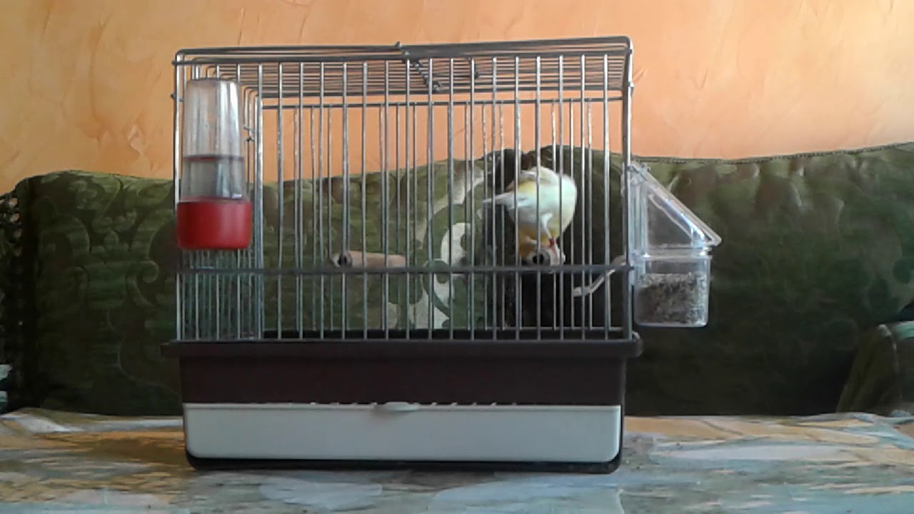 Canari flawta orpheus