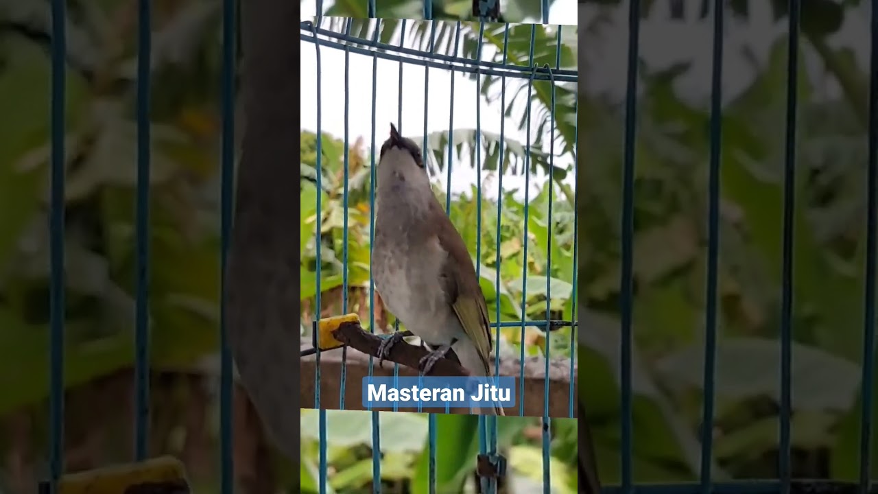 Cucak Kombo Gacor Meresahkan Part 7