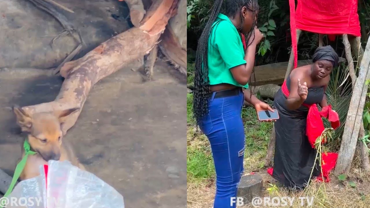 Girl who ate her land lady's t0rt0ise is now okay now