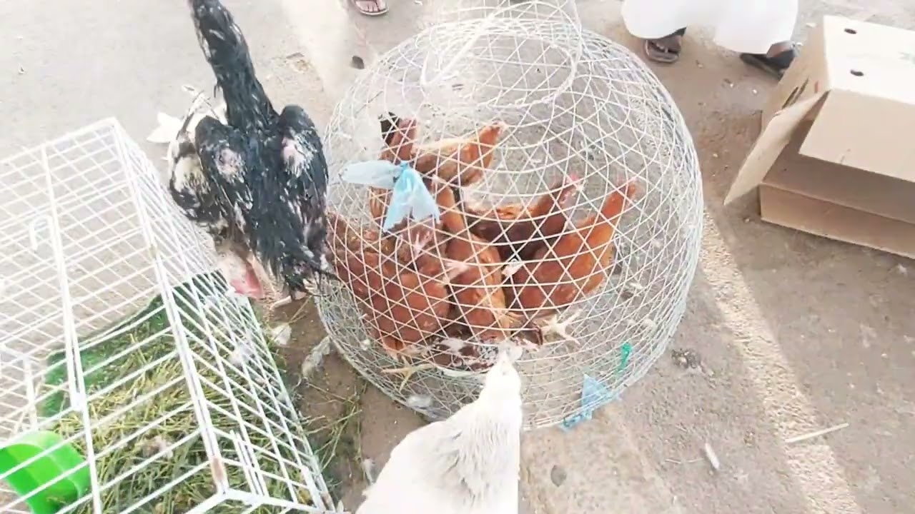 بريده/تغطية حراج الطيور الكبير صباح الجمعه ٢٠/٢/١٤٤٤ ماشاء الله( صل على محمد )