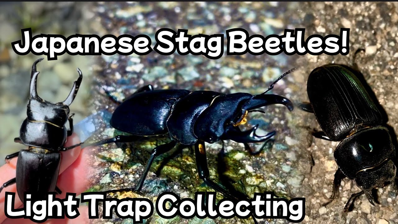 Stag Beetle Hunting in Japan | Summer Light Trapping