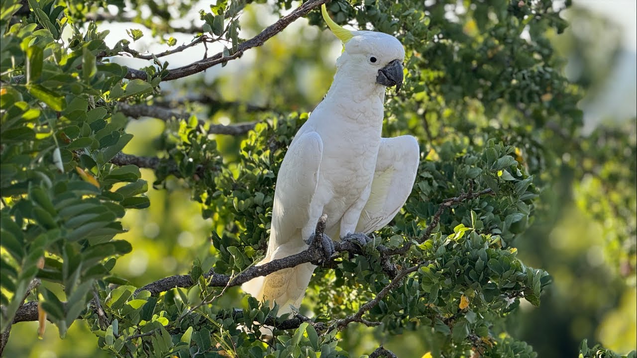 Birds of Australia 42C 🥵