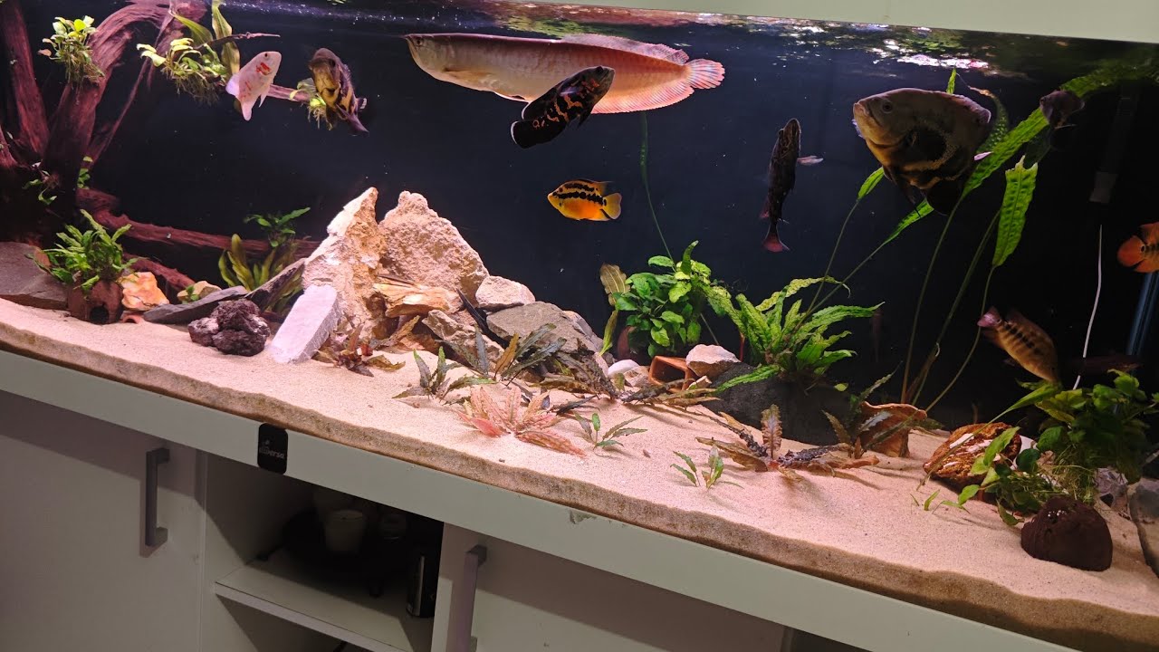 143. Akwarium 720l. Fluval 407 po 5 latach ciągłej pracy &ndash; serwis, media filtracyjne i opinia.
