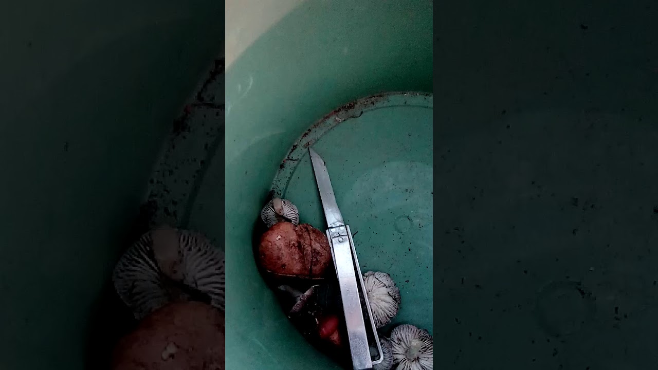 VID 20171125 111026