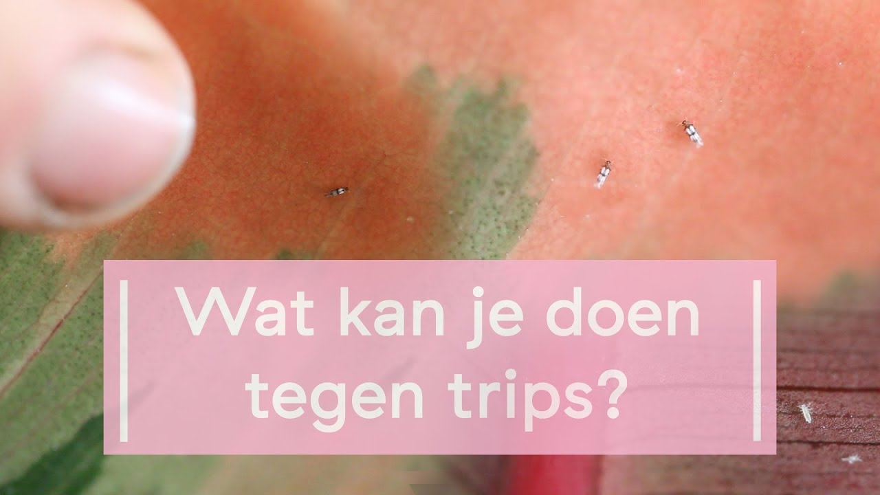 Wat kan je doen tegen trips?