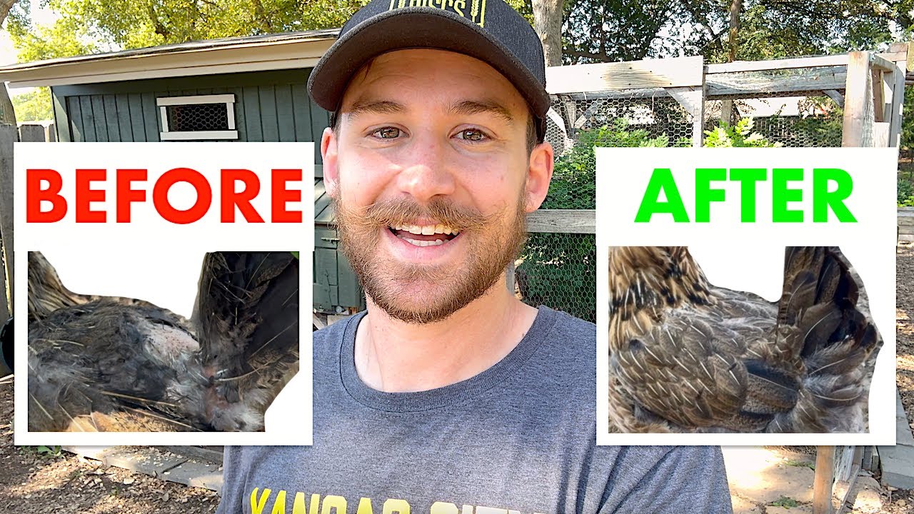 ideas to fix feather pecking in your chicken flock 🐔🪶🥚
