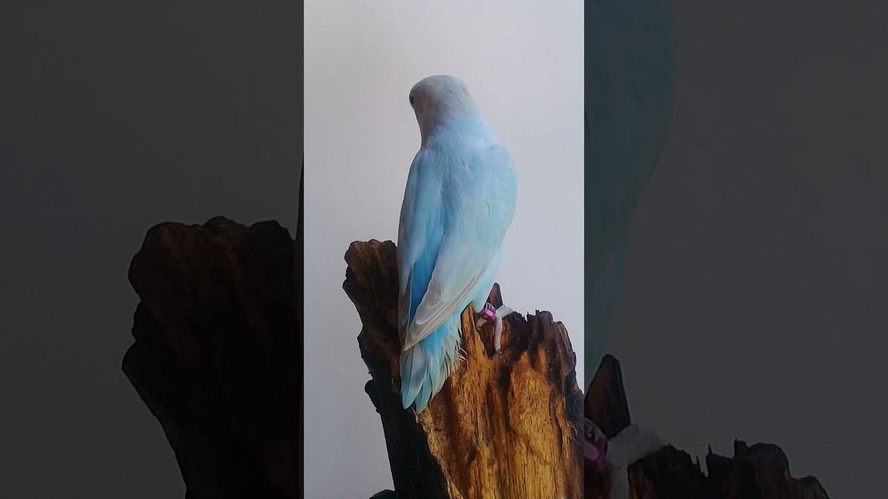 Agapornis nigrigenis dilute blue