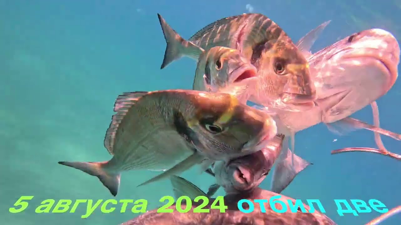 5.8.2024. Подвох защитил кефаль от bluefish.Underwater hunter protected mullet from bluefish!