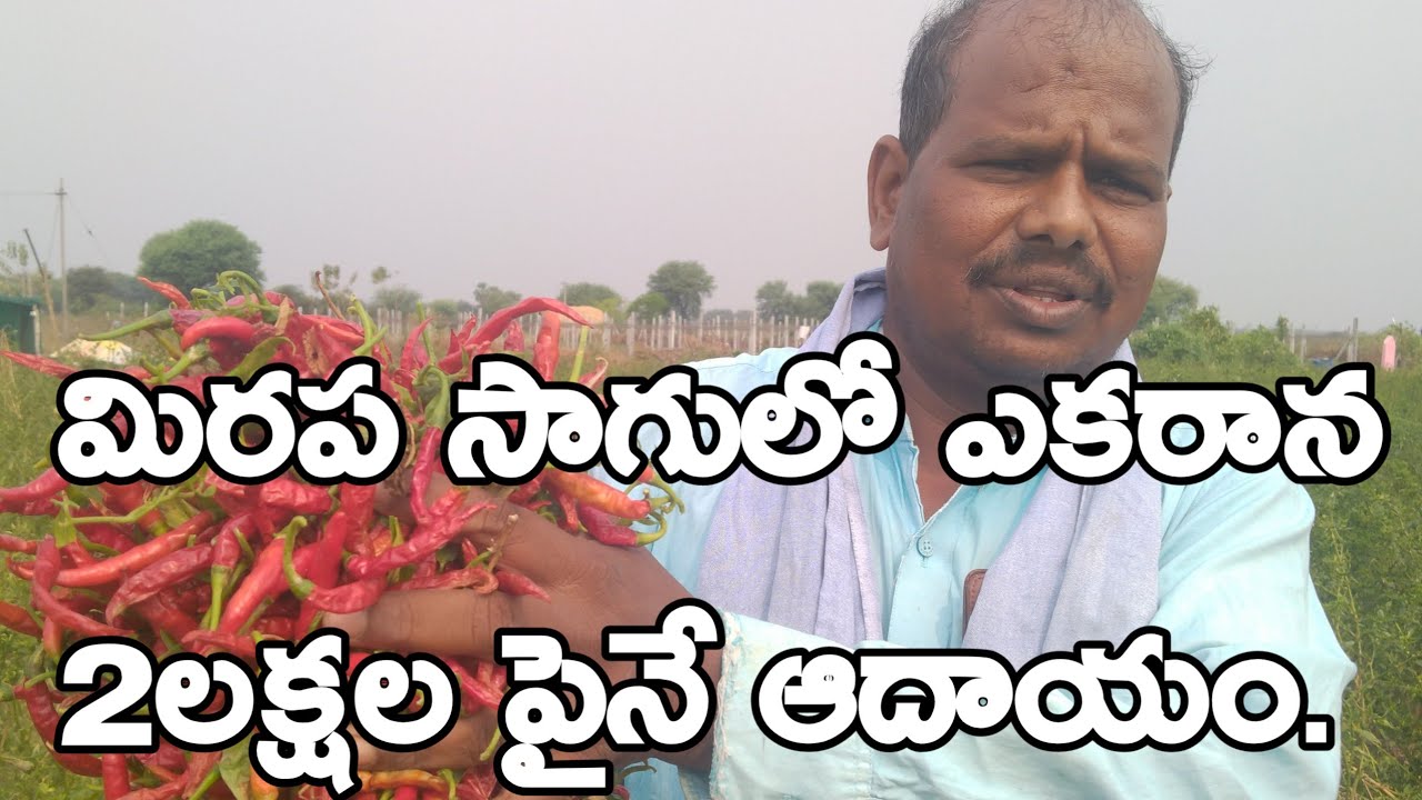 The Income From Chilli Cultivation is Over 2 lakh Per Acre|Chilli Farming|మిరప సాగు.