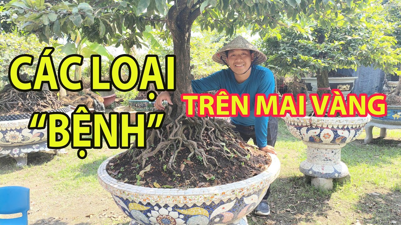 Em Long chia sẽ một số bệnh trên mai vàng #maivang68