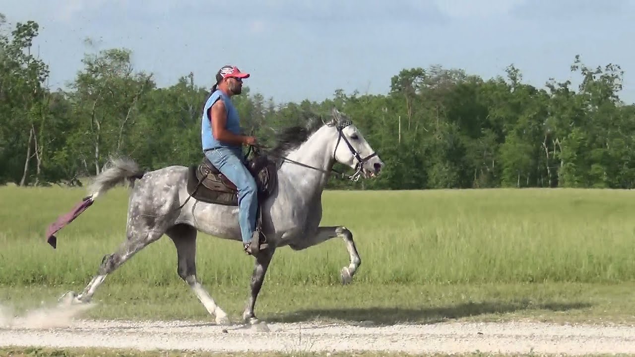 Standardbred Speed Racking Gelding Lex Music Video 2015