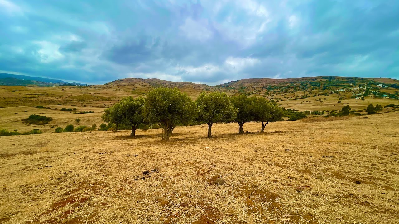 أرض فلاحية رائعة واصلها الطريق والماء والكهرباء مساحة 8هكتار6050متر0703740826نواحي الخميس انجرة طنجة