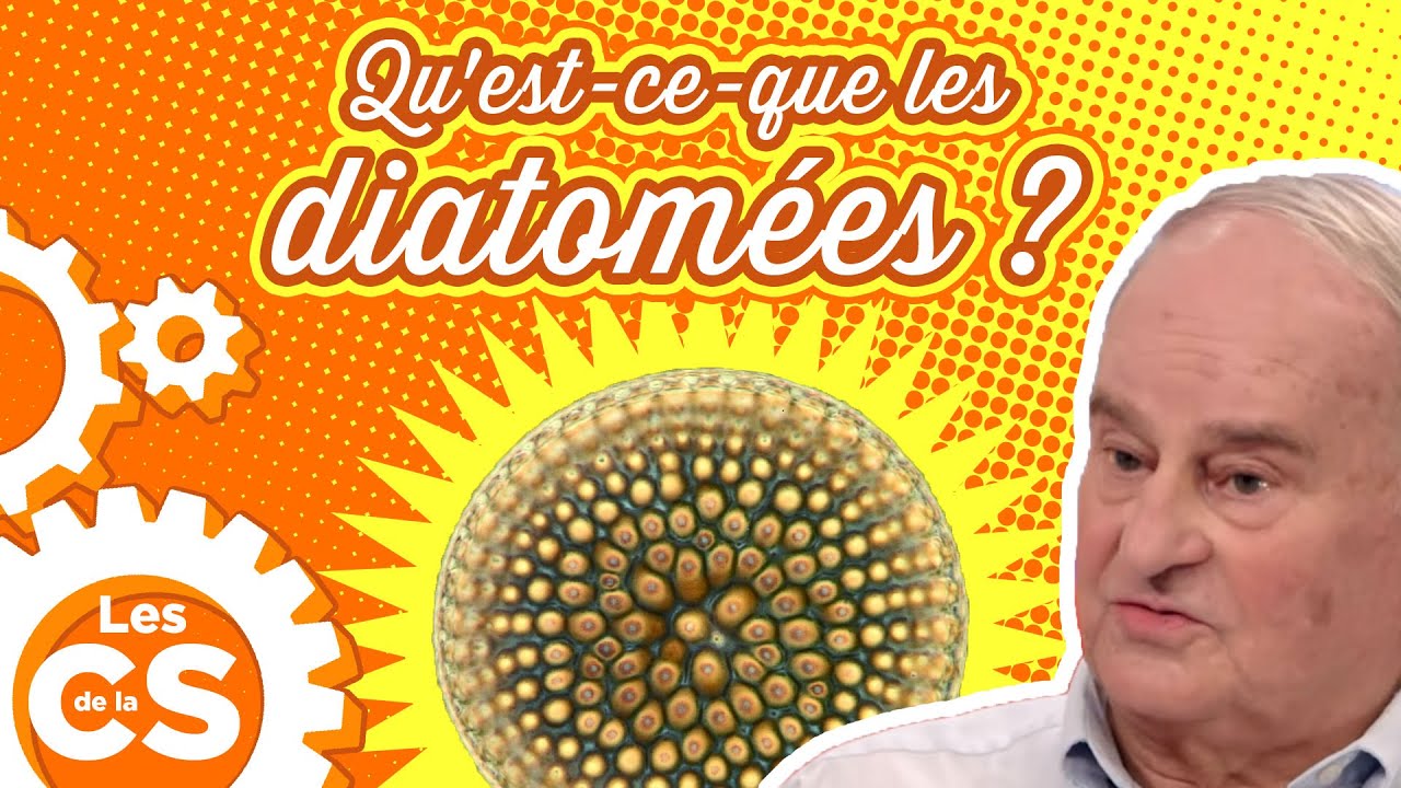 Qu'est-ce-que les diatomées ? - Interview du Mag de la science